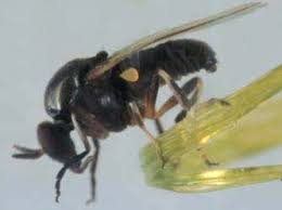 Gnats becoming problematic 